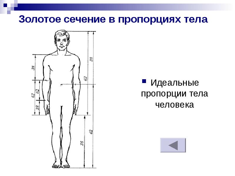 Идеальные пропорции. Золотое сечение человека пропорции. Золотое сечение тело человека. Пропорции тела человека золотое сечение. Золотое сечение человека идеальные пропорции тела.