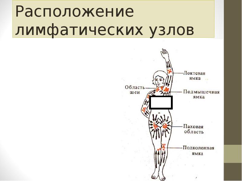 Лимфоузлы на предплечье расположение схема у взрослых