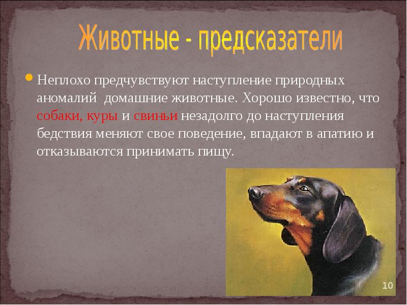Поведение животных перед землетрясением. Поведение животных при землетрясении. Землетрясение и животные. Как животные предсказывают стихийные бедствия. Необычные поступки животных.
