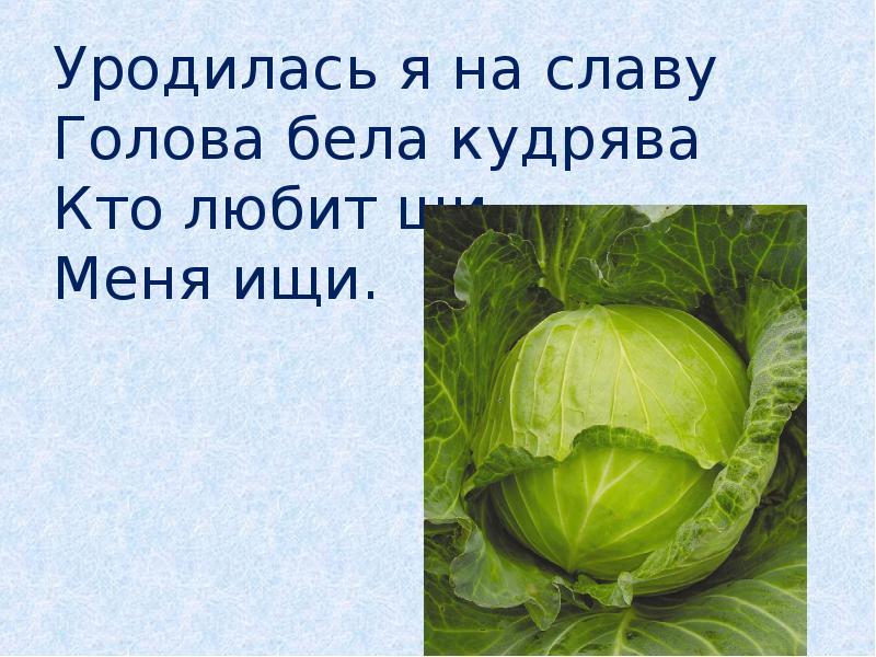 Слава голову. Уродилась я на славу голова бела кудрява кто. Уродилась я на славу. Уродилась на славу капуста. Стихи про капусту уродилась я на славу голова бела кудрява.