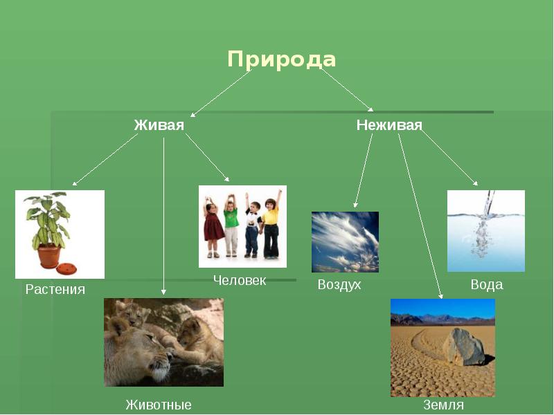 Не живое природа. Живая и неживая природа. Окружающий мир Живая и неживая природа. Человек и неживая природа. Растения это неживая природа.