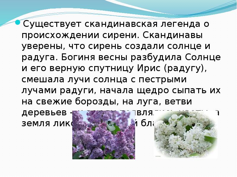 Сирень 1 класс презентация