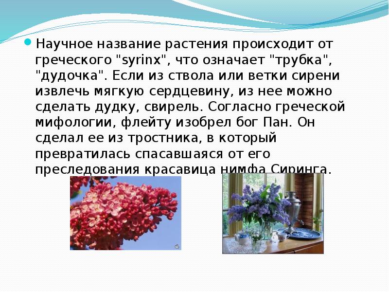 тычиночная нить цветоножка завязь. что происходит в цветке. перекрестное опыление растений. сирень доклад 2 класс окружающий мир. нектарники у растений.