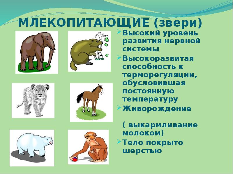 Три примера животных млекопитающих