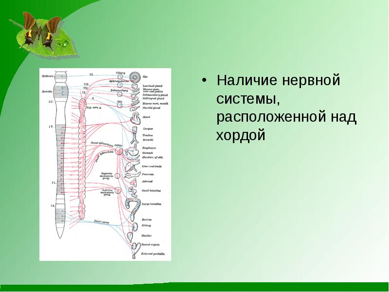 Как расположена система. Над хордой какая система располагается.