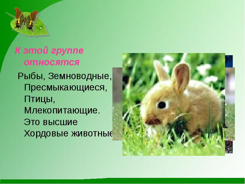 К группе рыб относятся. Рыбы к какой группе животных относится. Рыбы к какой группе животных относится. Рыбы к какой группе животных относится. Птицы, рыбы и звери.