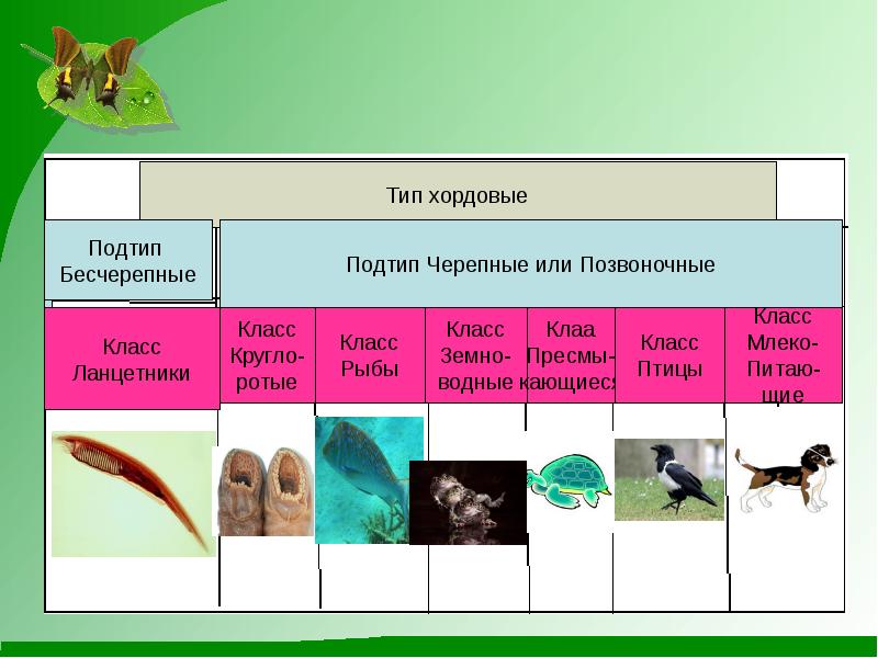 Эволюция хордовых презентация