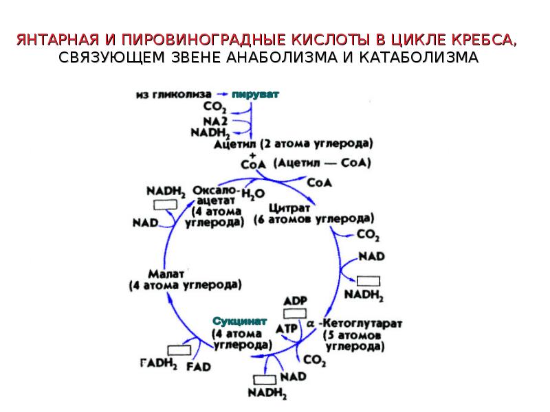 4. Цикл Кребса. Цикл Кребса схема биохимия. Цикл Кребса фторцитрат. Орнитинового цикла Кребса-Гензелейта. 3 реакция цикла кребса