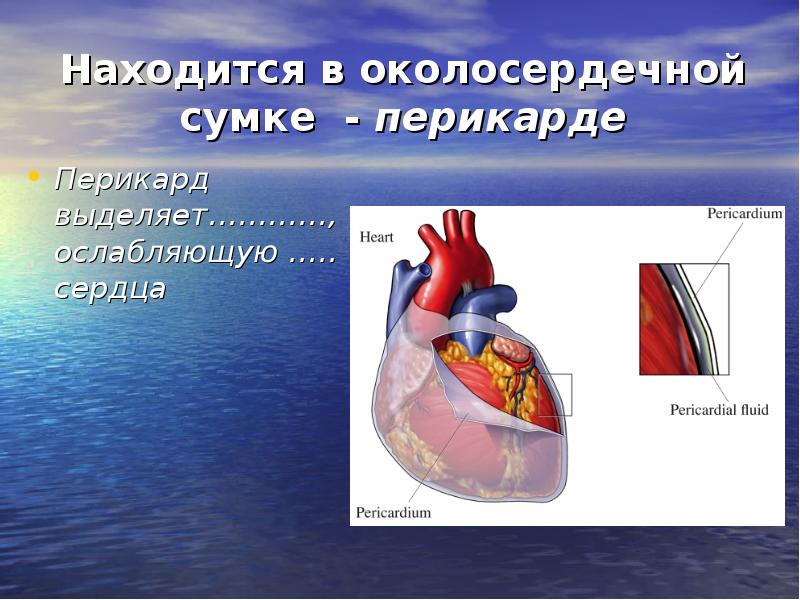 Сердце окружено околосердечной сумкой. Сердечная сумка.