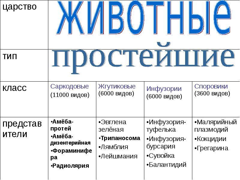 Биология 7 класс тип. Характеристика простейших таблица 7 класс биология. Тип простейшие таблица биология 7 класс. Общая характеристика простейших 7 класс биология таблица. Таблица по биологии 7 класс характеристика простейших.