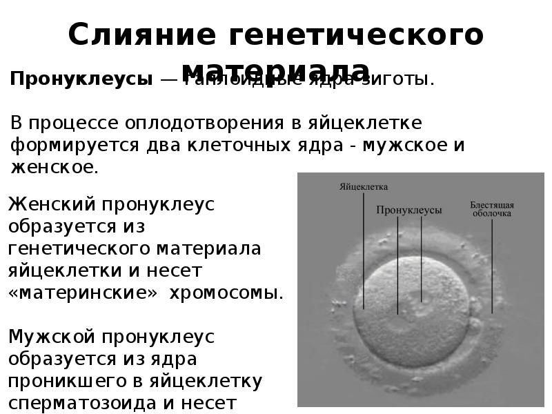 Генетический материал