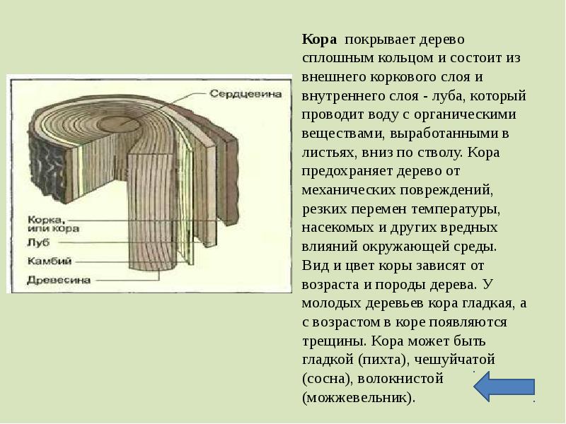 Луб дерева. Строение древесины: кора Луб древесина. Строение стебля древесина Луб. Строение коры дерева Луб и. Строение луба и древесины.