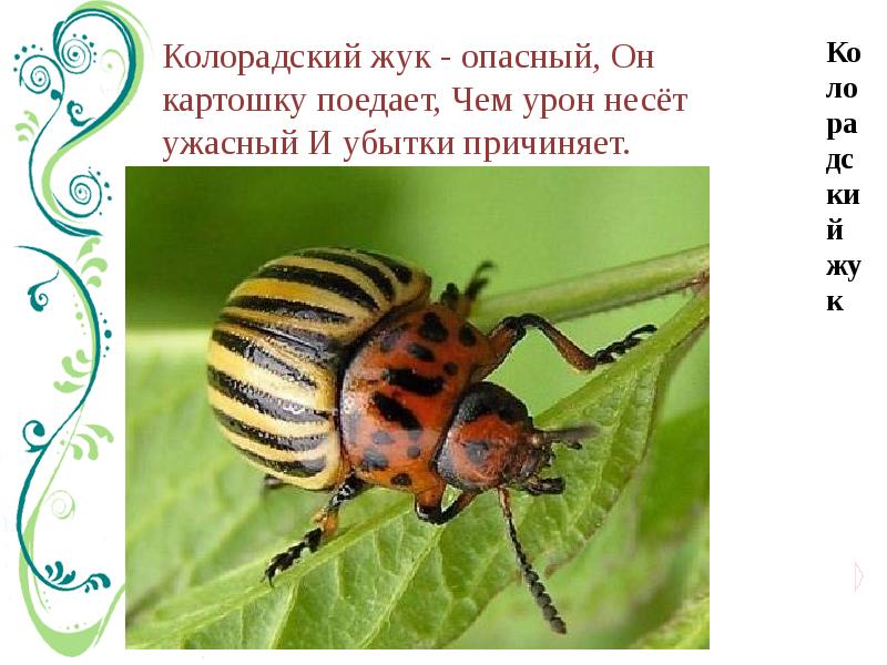 Личинка жука проволочника. Колорадский жук ест картофель. Вредители червивые яблоки. Бабочка проволочника. Жук проволочник.