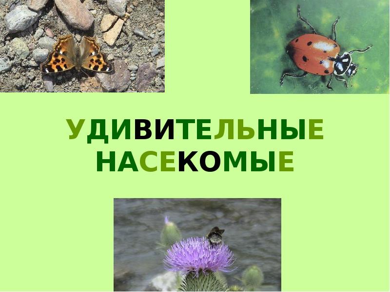 Удивительные насекомые презентация