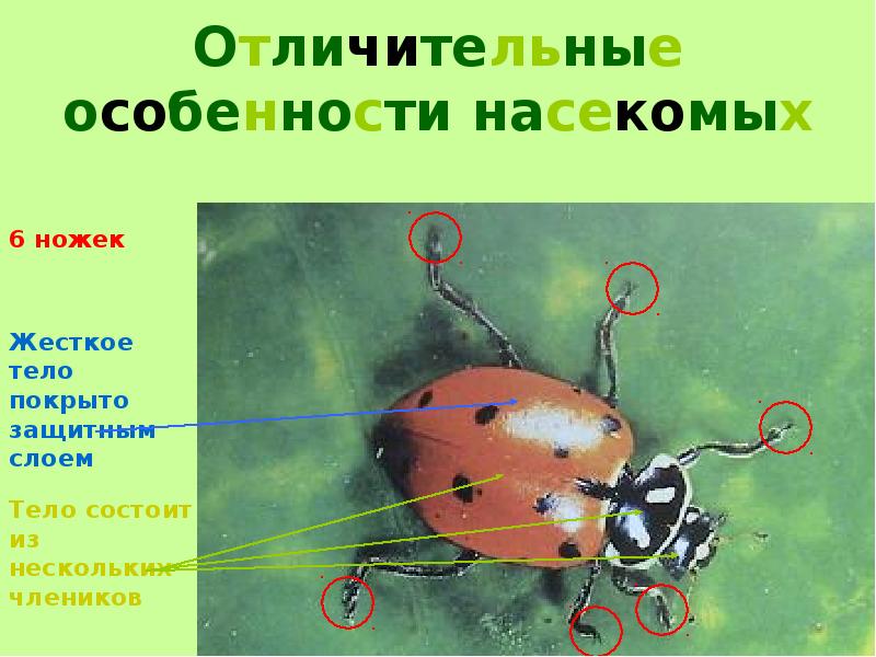 Признаки насекомых картинка