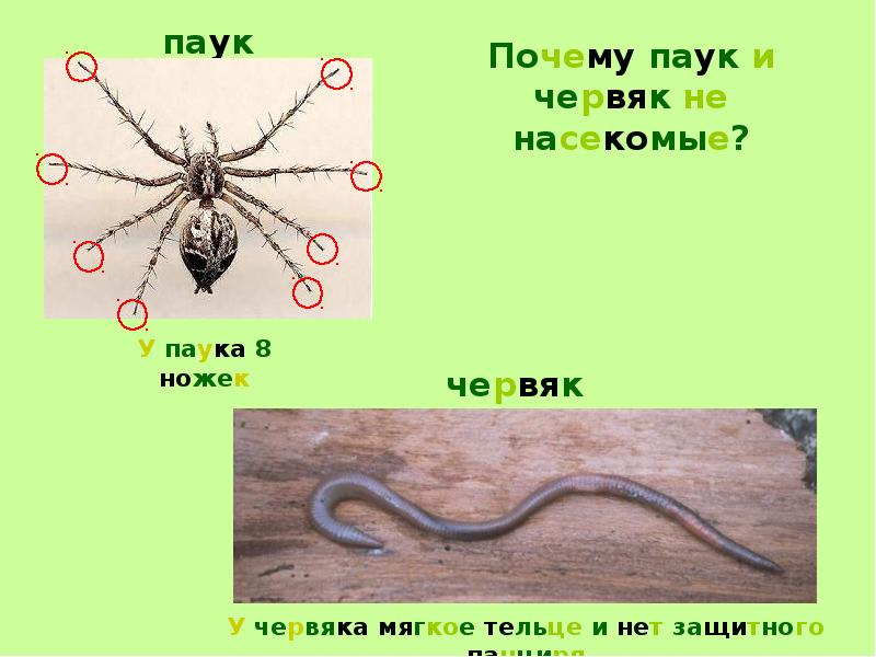 Spider with web. Паук с черепом на спине. Опасное насекомое в лесу в мордовии. Почему паук 4. Паук субару саунд без прямотока.