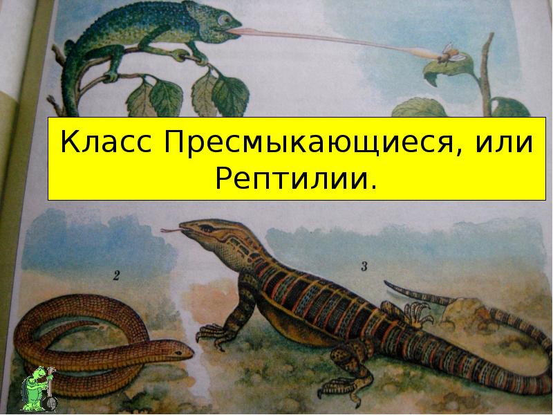 Класс Пресмыкающиеся, или Рептилии.