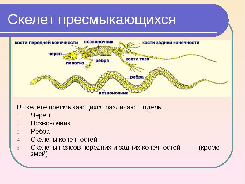 Скелет пресмыкающихся В скелете пресмыкающихся различают отделы: Череп Позвоночник Рёбра Скелеты