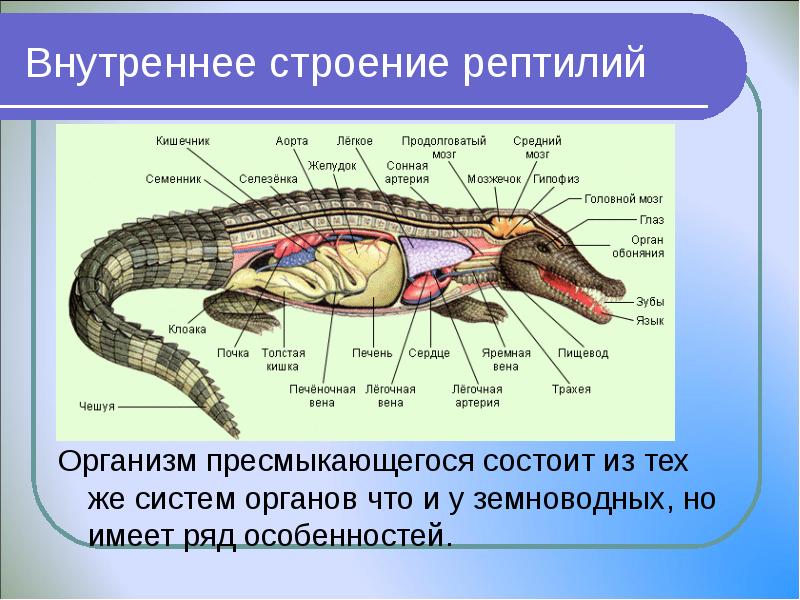 Составьте развернутый план параграфа класс пресмыкающиеся или рептилии 7 класс