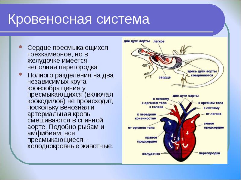 У кого трехкамерное сердце 1 аллигатора 2 черепахи тест по биологии