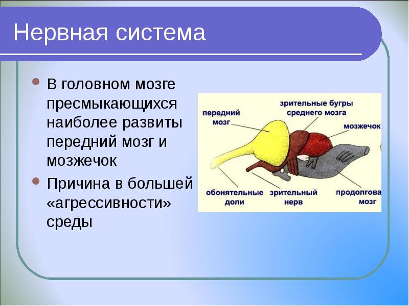 Схема головного мозга ящерицы