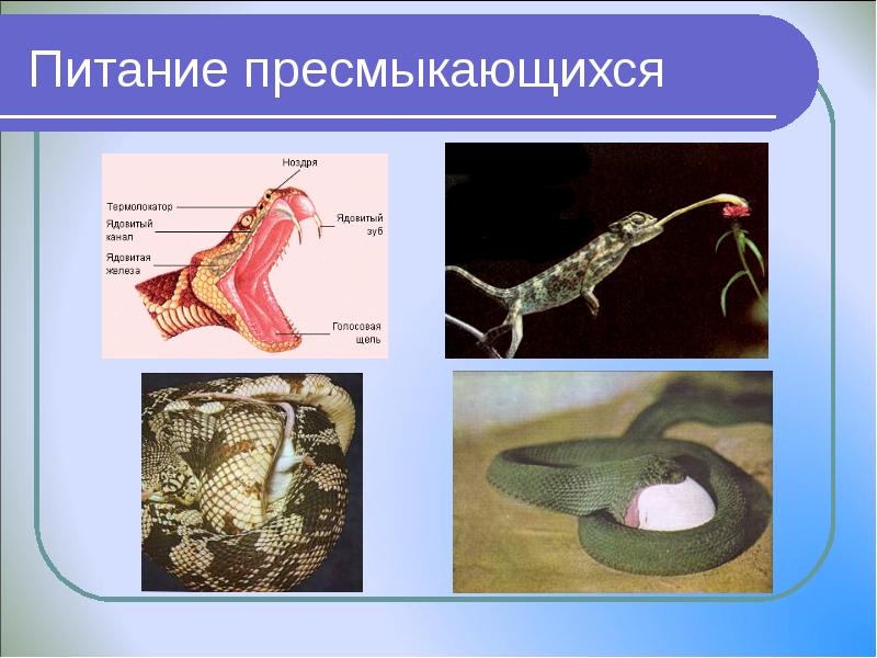 Питание пресмыкающихся