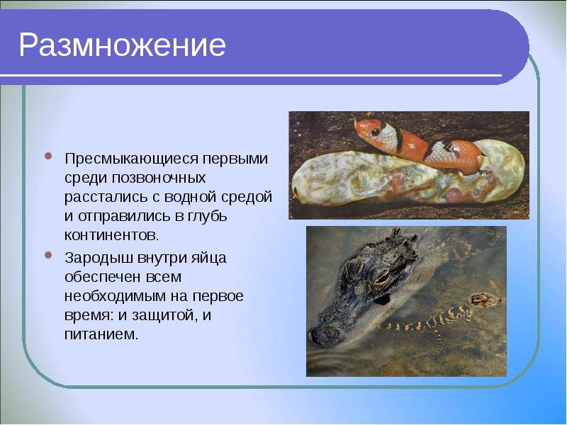 Размножение Пресмыкающиеся первыми среди позвоночных расстались с водной средой и отправились