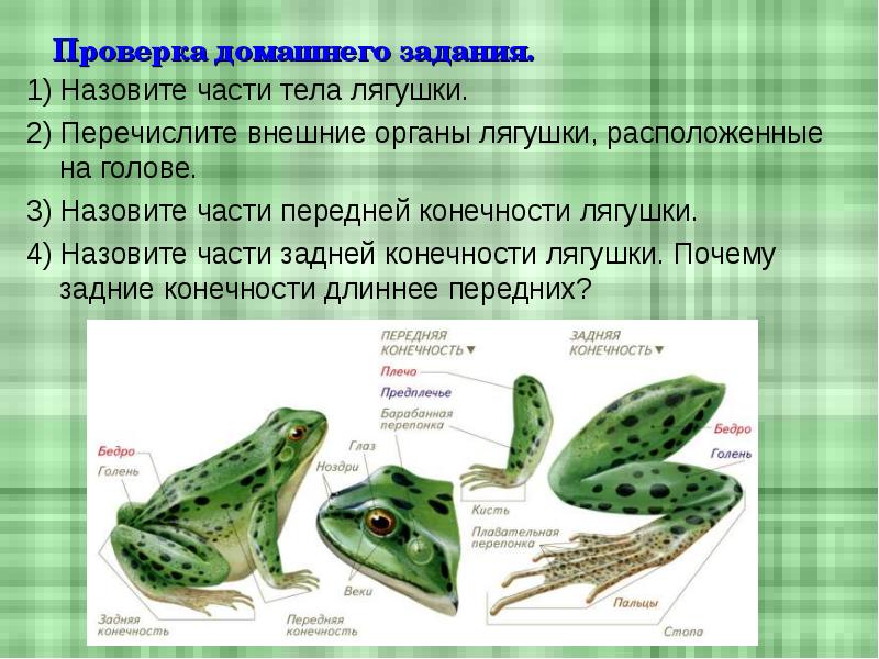 Проверка домашнего задания. 1) Назовите части тела лягушки. 2) Перечислите внешние