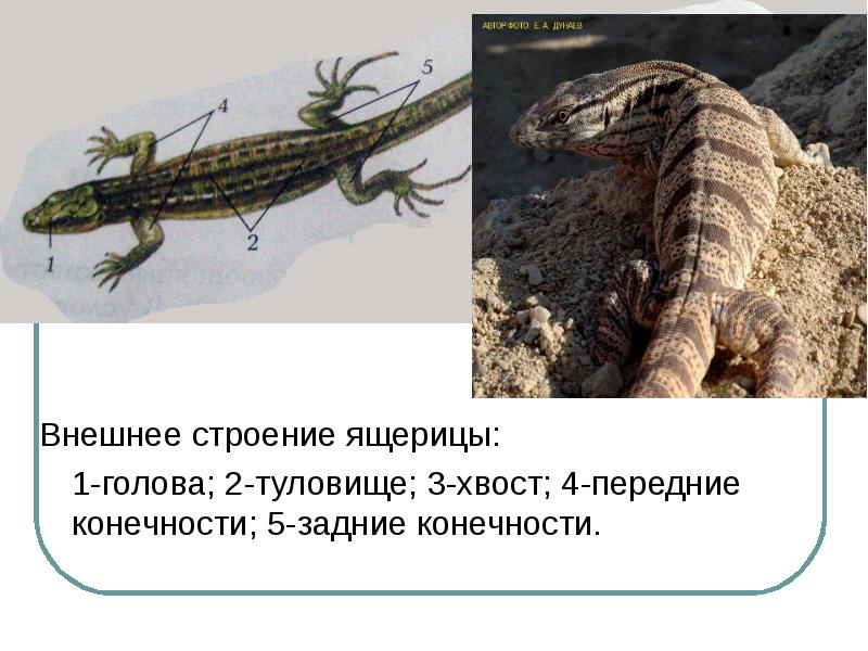 Внешнее строение ящерицы: Внешнее строение ящерицы: 	1-голова; 2-туловище; 3-хвост; 4-передние конечности;