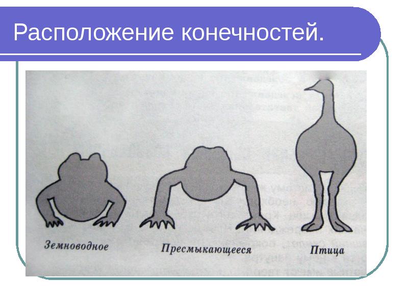 Расположение конечностей.