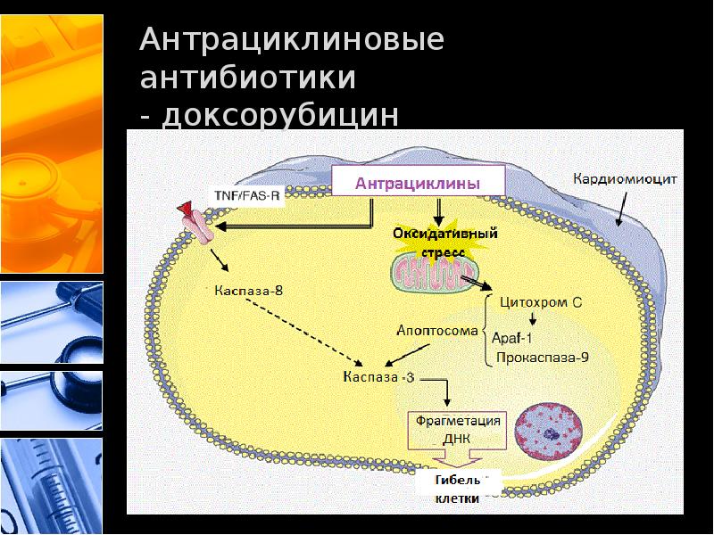 Механизм действия противоопухолевых препаратов. Антрациклиновые антибиотики механизм действия. Антибиотики с противоопухолевой активностью механизм действия. Противоопухолевые антибиотики механизм. Механизм действия противоопухолевых антибиотиков состоит.