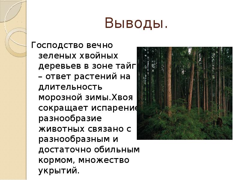 Хвойный лес состоит из. Презентация Тайга России. Презентация на тему зона тайги. Тайга природная зона. Доклад о природной зоне России Тайга.