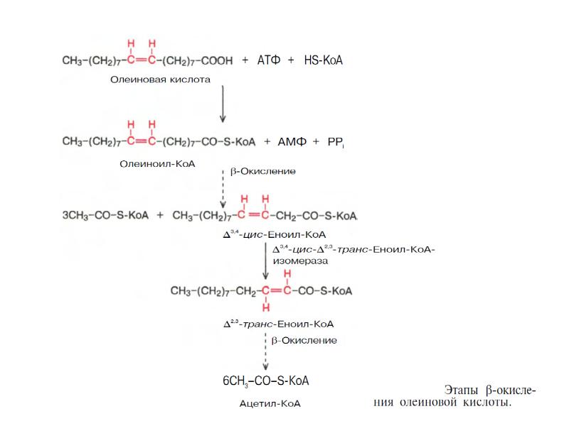 Схема бета окисление
