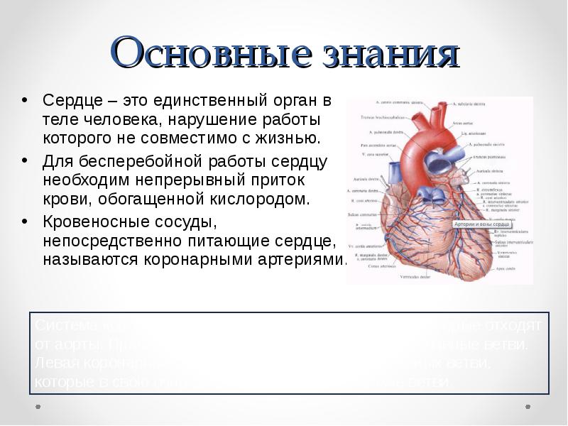 Единственный орган. Кровь в сердце обогащается кислородом. Орган продвигать которым кровь обогащается кислородом. Контроль знаний сердце человека. Как сердце обогащается кислородом.