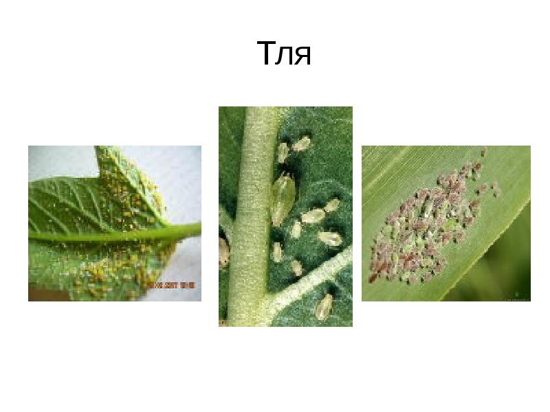 Тля стадии развития с фото