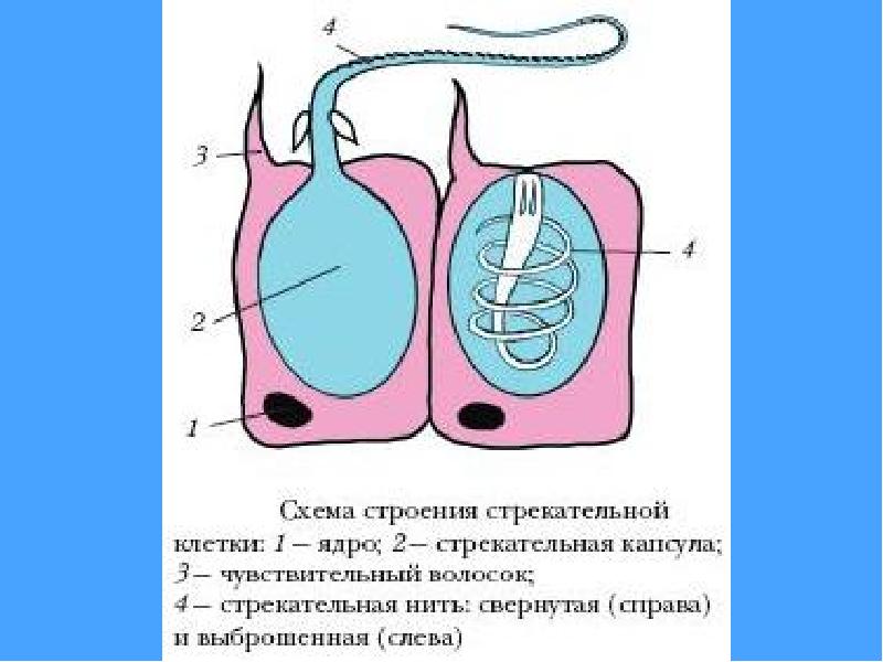 Клетки кишечнополостных рисунок