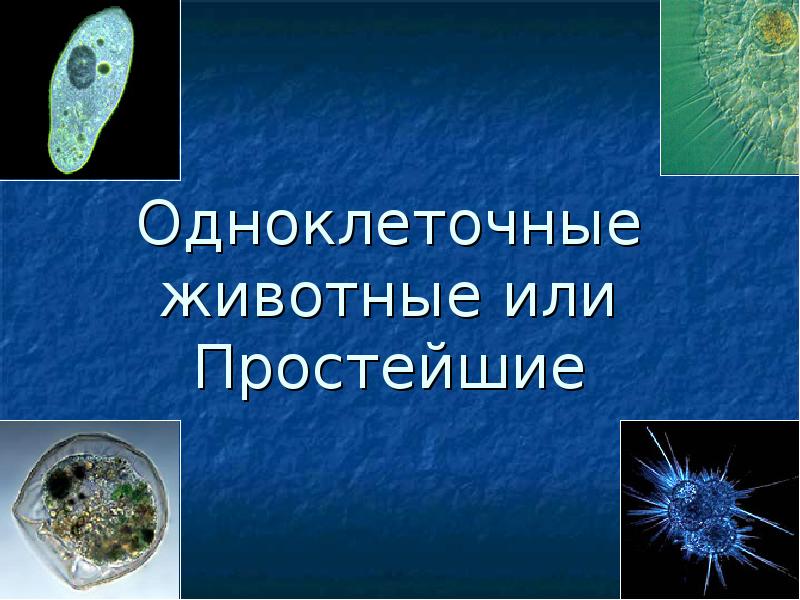 Одноклеточные животные или простейшие 7 класс биология презентация