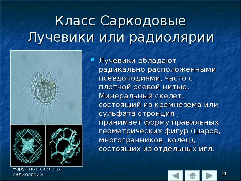 Класс саркодовые презентация