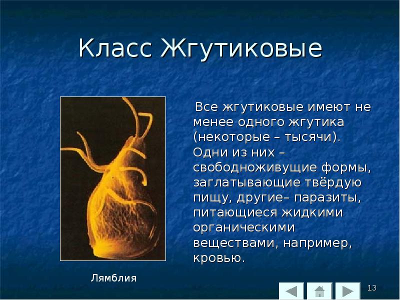 Представитель класс жгутиков. Общая характеристика жгутиковых. Класс жгутиковые представители. Общая характеристика типа жгутиковые. Характеристика класса жгутиковые.