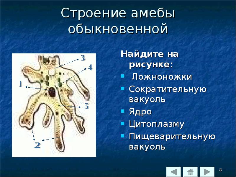 Что обозначено на рисунке цифрой 3 ложноножка цитоплазма пищеварительная вакуоль