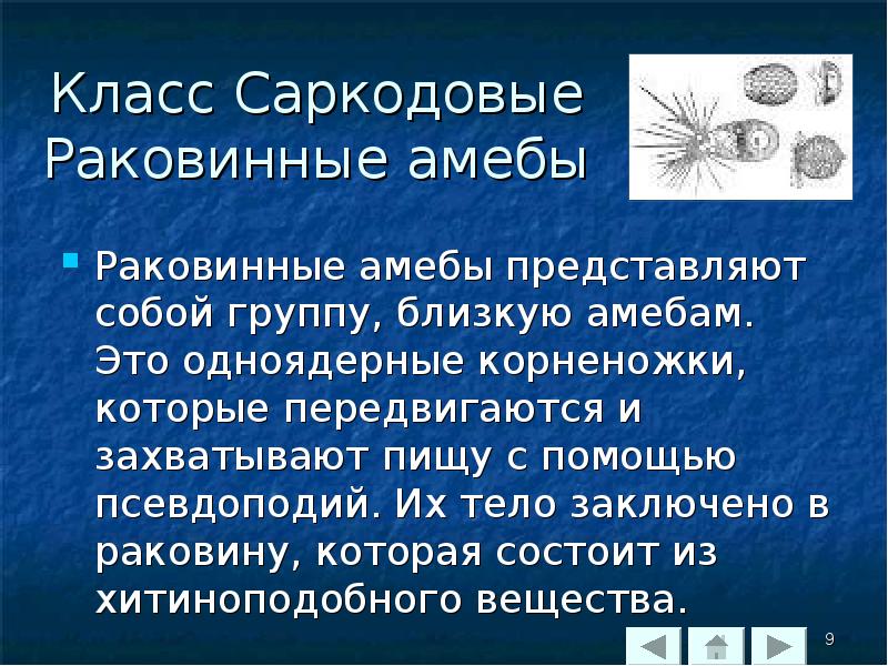 Класс саркодовые презентация