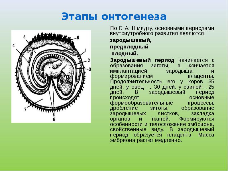 Этапами онтогенеза животных