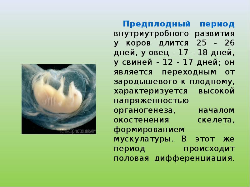 Зародыш на 22 недели беременности. Эмбриональный период внутриутробного развития. Размножение плацентарных. Внутриутробное развитие животных. Эмбриональный период развития животных.