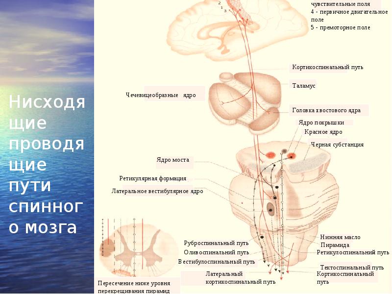 Кортико спинальный путь схема