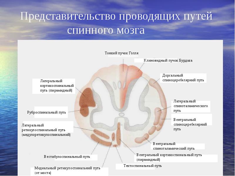 Презентация проводящие пути спинного и головного мозга