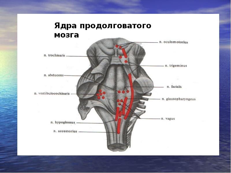 Схема расположения ядер продолговатого мозга