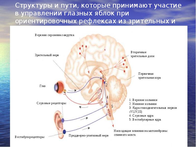 Рефлексы центры которых находятся в промежуточном мозге