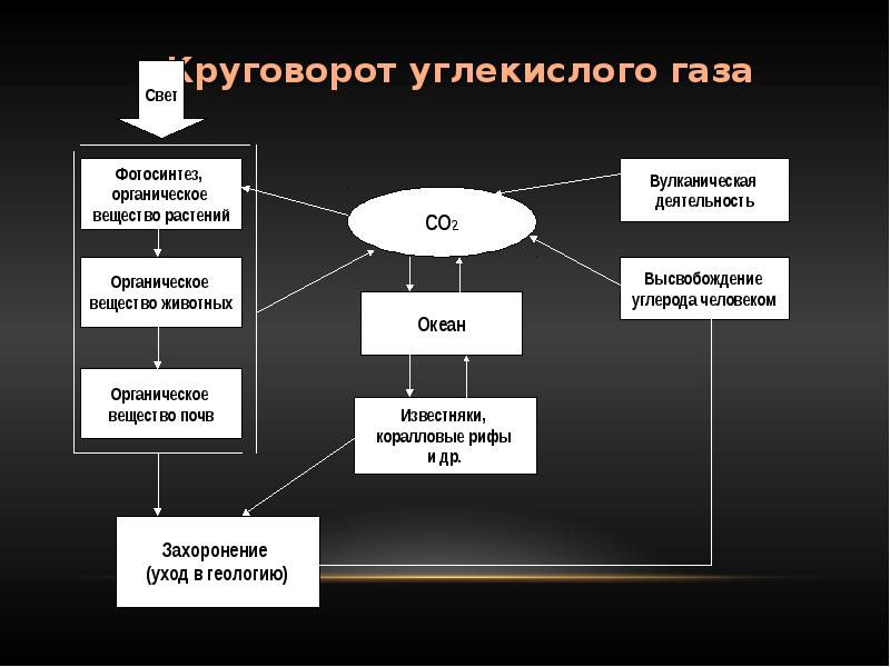 Заполните прямоугольники схемы круговорота углерода в природе следующими компонентами углекислый газ