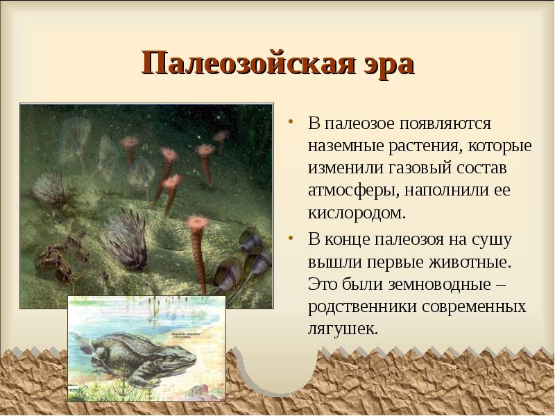 Палеозойская эра
В палеозое появляются наземные растения, которые изменили газовый состав Палеозойская эра
В палеозое появляются наземные растения, которые изменили газовый состав