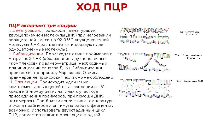 На рисунке изображен этап пцр